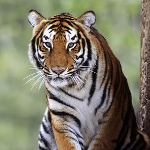 Meet your Posher, Enrique